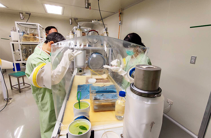無菌小鼠在無菌環境下剖腹產取出後，傳遞至隔離操作箱。