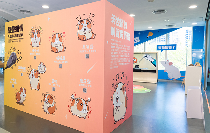 民眾可以在展場聆聽天竺鼠不同的聲音範例。