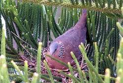 正在孵育下一代的珠鵛斑鳩