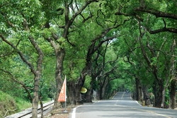 集集綠色隧道迷人的景色。