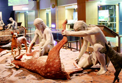 「臺灣史前史」展示廳包含8 個展示主題，涵蓋舊石器時代晚期、新石器時代與鐵器時代。